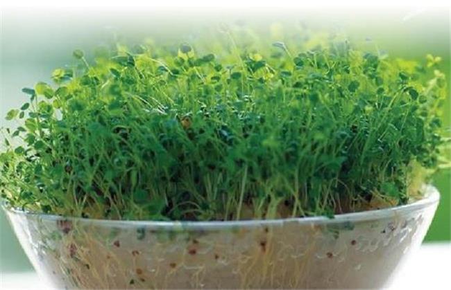 طرز تهیه سبزه یونجه فوری