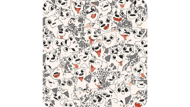 معمای تصویری با جواب؛ پروانه گمشده