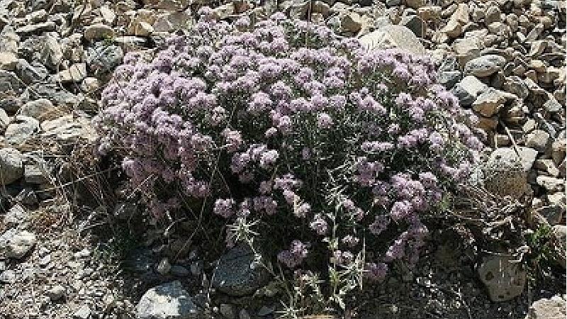 گیاه چوبک چیست و برای چی خوب است