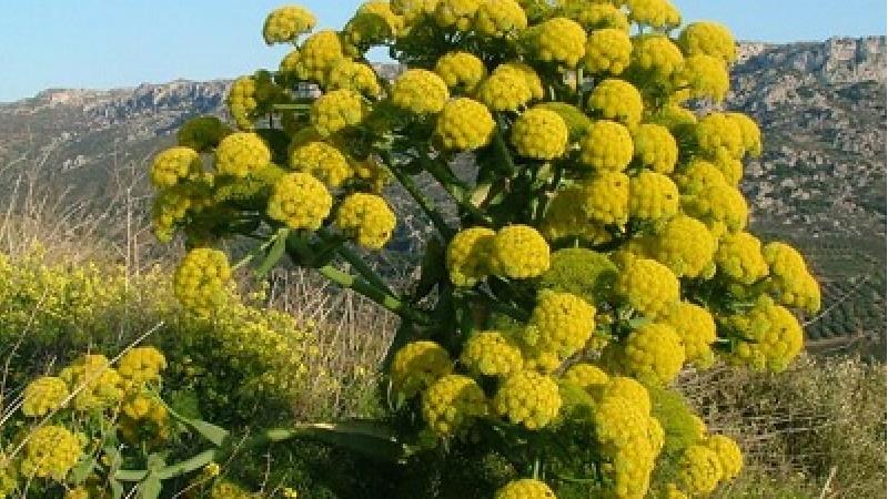 گیاه باریجه چیست و برای چی خوب است