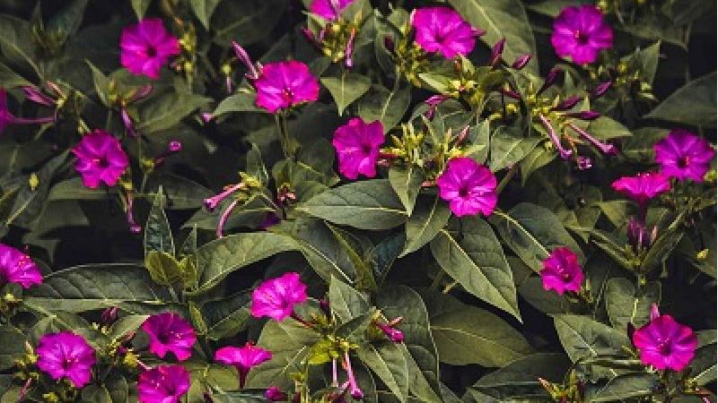 روش کاشت و مراقبت از گل لاله عباسی در خانه