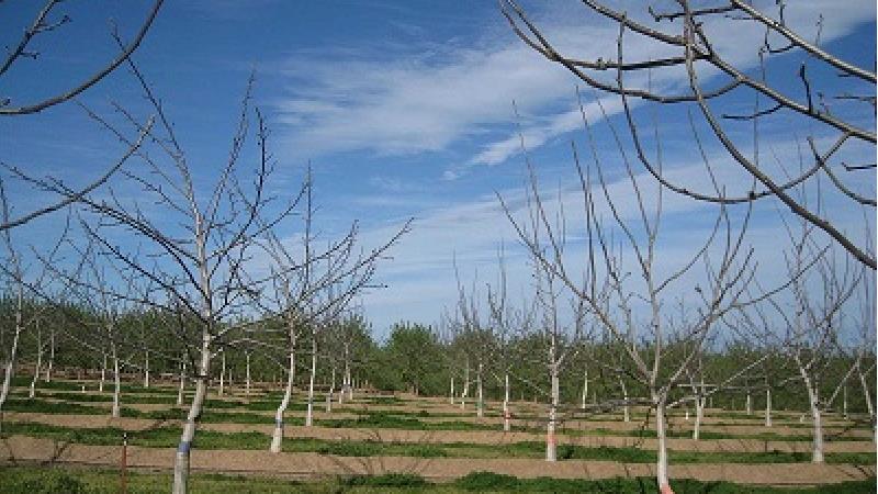 آموزش صفر تا 100 پرورش، نگهداری درختان  گردو