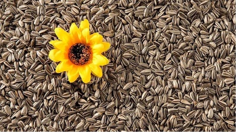 چگونه خودمان در خانه تخمه آفتابگردان بو بدهیم