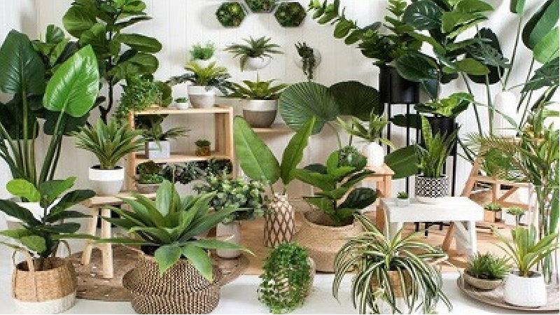 آشنایی با بهترین گیاهان زینتی گلخانه‌ای با سود بالا