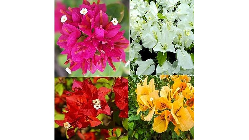 روش‌ نگهداری و تکثیر گل‌ کاغذی