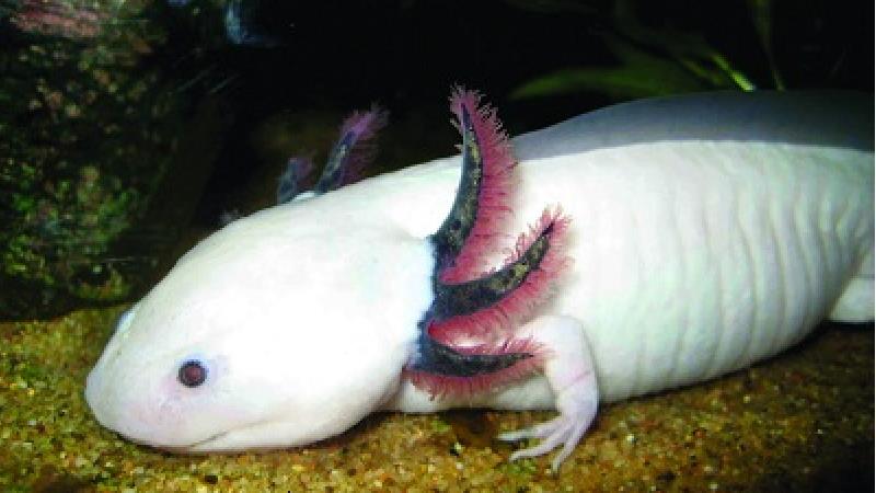 با عجیب ترین موجودات حیات وحش آشنا شوید  + عکس