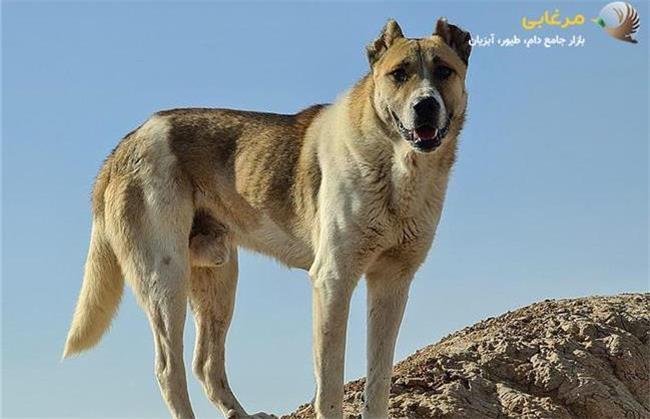 معرفی سگ سرابی اصیل + روش صحیح تربیت آن