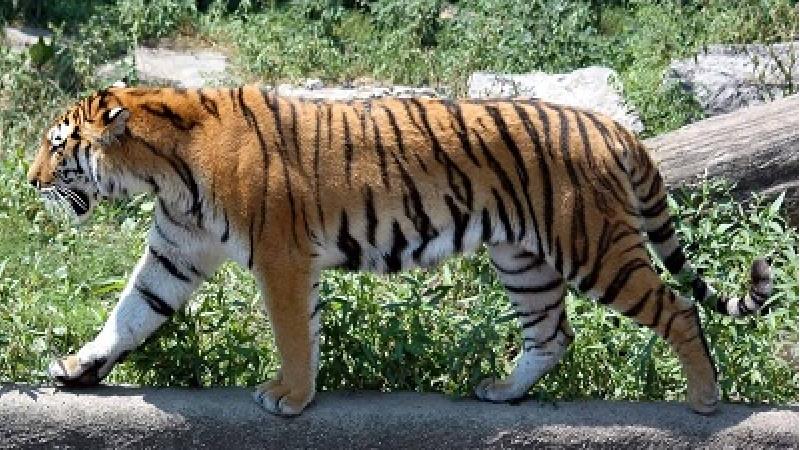 آیا واقعا ببر مازندران در جنگل‌های الیمالات دیده شده است