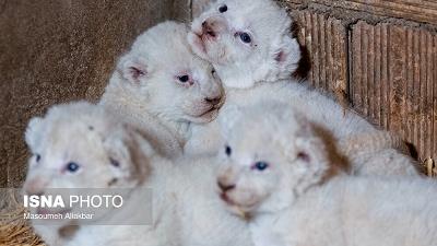 عکس های زیبا از توله شیرهای متولد شده در کرج