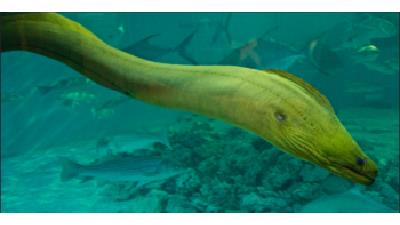 کلیپ حیات وحش: شگفت انگیزترین جانور در دریا