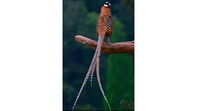 کلیپ حیات وحش: شگفت انگیزترین قرقاول جهان با دم عجیب