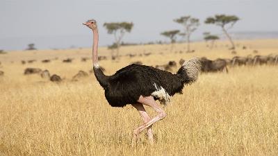 کلیپ حیات وحش: حمله یوزپلنگ ها به شترمرغ