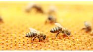 آیا زنبور عسل کرونا را درمان می‌کند