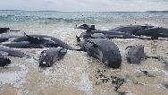 فیلمی از خودکشی صدها نهنگ در استرالیا