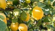 لیمو سنگی چیست و برای چی خوب است