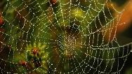فیلمی حیرت انگیز از حیات وحش، تار تنیدن عنکبوت