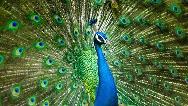 جلوه ای زیبا از حیات وحش؛ خودنمایی طاووس نر برای جفت یابی