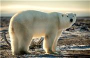 کلیپ شگفت انگیز از حیات وحش، خرس قطبی نهنگ را شکار کرد