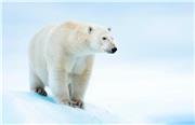 کلیپ حیات وحش: خرس قطبی، بزرگ ترین شکارچی زمین