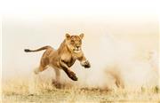 شکار گروهی شیرها؛ کلیپ هیجان انگیز از حیات وحش