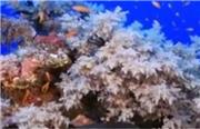کلیپ تماشایی از اعماق اقیانوس، دیواره مرجانی