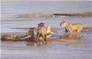 کلیپ دیدنی از حیات وحش: نبرد شیر و کروکدیل بر سر شکار