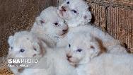 عکس های زیبا از توله شیرهای متولد شده در کرج