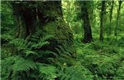 فیلمی از طبیعت بی نظیر جنگل های هیرکانی
