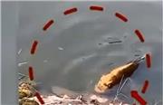 فیلمی از ماهی عجیب با صورت انسان