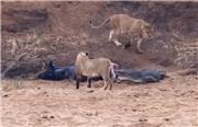 کلیپ هیجان انگیز از حیات وحش: جدال تمساح و شیرها بر سر شکار