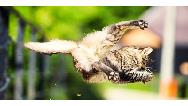 کلیپ حیات وحش: شکار پرنده در حال پرواز توسط گربه ماهر
