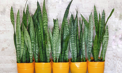 گیاه سانسوریا